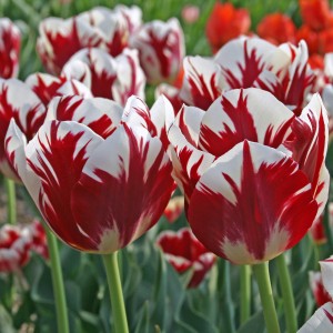 Tulpe "Grand Perfection"